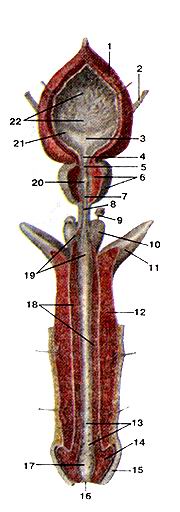 
  Рис. 224. Мужские половые органы (organa genitalia masculine).
  Предстательная желе:и (prostata), пешеристые тела (corpora cav-crnosa), губчатое 
  тело (corpus spongiosus) полового члена,
  бульооуретральные железы (glandulae hulbouretralis). Мочевой
  пузырь и мочеиспускательный канал вскрыты, 1-мочевой пузырь; 2-мочеточник; 3-треугольник 
  мочевого пузыря; 4-язычок пузыря; 5-внутреннее отверстие мочеиспускательного 
  канала; 6-иредстательная железа; 7-преястательная часть (мочеиспускательного 
  канала); 8-перепончатая часть (мочеиспускательного канала); 9-бульбоуретральная 
  железа; 10-луковииа полового члена; 11-пешеристое тело полового члена; 13-лакуны 
  мочеиспускательного канала; 14-головка полового члена; 15-крайняя плоть; 16-наружное 
  отверстие мочеиспускательного канала; 17-ладьевидная ямка мочеиспускательного 
  канала; 18-губчатое тело полового члена; 19-протоки бульбоуретральных желез; 
  20-семенной холмик; 21-отверстие правого мочеточника; 22-складки слизистой оболочки 
  мочевого пузыря.
  Fig. 224. Мужские половые органы. Предстательная железа, пешеристые тела, губчатое 
  тело полового члена, бульбоуретральные железы. Мочевой пузырь и
  мочеиспускательный канал вскрыты.
  1-vesica urinaria; 2-ureter; 3-trigonum vesicae; 4-uvula veslcae; 5-ostium urethrae 
  intemum; 6-prostata; 7-pars prostatica uretrae; 8-pais mernhranaceauretrae;9-glandulabulbourethralis; 
  10-bulbus penis; 11-crus penis; 12-corpus cavernosum penis; 13-lacunae urethrales; 
  14-glans penis; 15-preputium penis; 16-ostium urethrae externum; 17-fossa navicularis 
  urethrae; 18-corpus spongiosum penis; 19-ductus glandulae bulhourethralis; 20-colliculus 
  seminalis; 2l-ostium ureteris; 22-plicae mucosae.
  Fig. 224. Male genital organs.
  Prostate, corpus cavernosum penis, corpus spongiosum penis, hul-
  bourethral glands. Urinary bladder
  and urethra are opened. I-urinary bladder; 2-ureter; 3-trigone of bladder; 4-uvula 
  of bladder; 5-internal urethral orfice; 6-prostate; 7-prostatic urethra; 8-memhranosus 
  urethra; 9-bnibourethral gland; 10-bulb of penis; 12-corpus cavernosum penis; 
  13-urethral lacunae; 14-glans penis; 15-prepuce; 16-external urethral orifice; 
  17-navicular fossa of urethra; 18-spongu body of penis; 19-ducts of bulbourethral 
  glands; 20-seminal colliculus; 21-ureteric orifice (right); 22-plices of mucous 
  tunic of bladder.